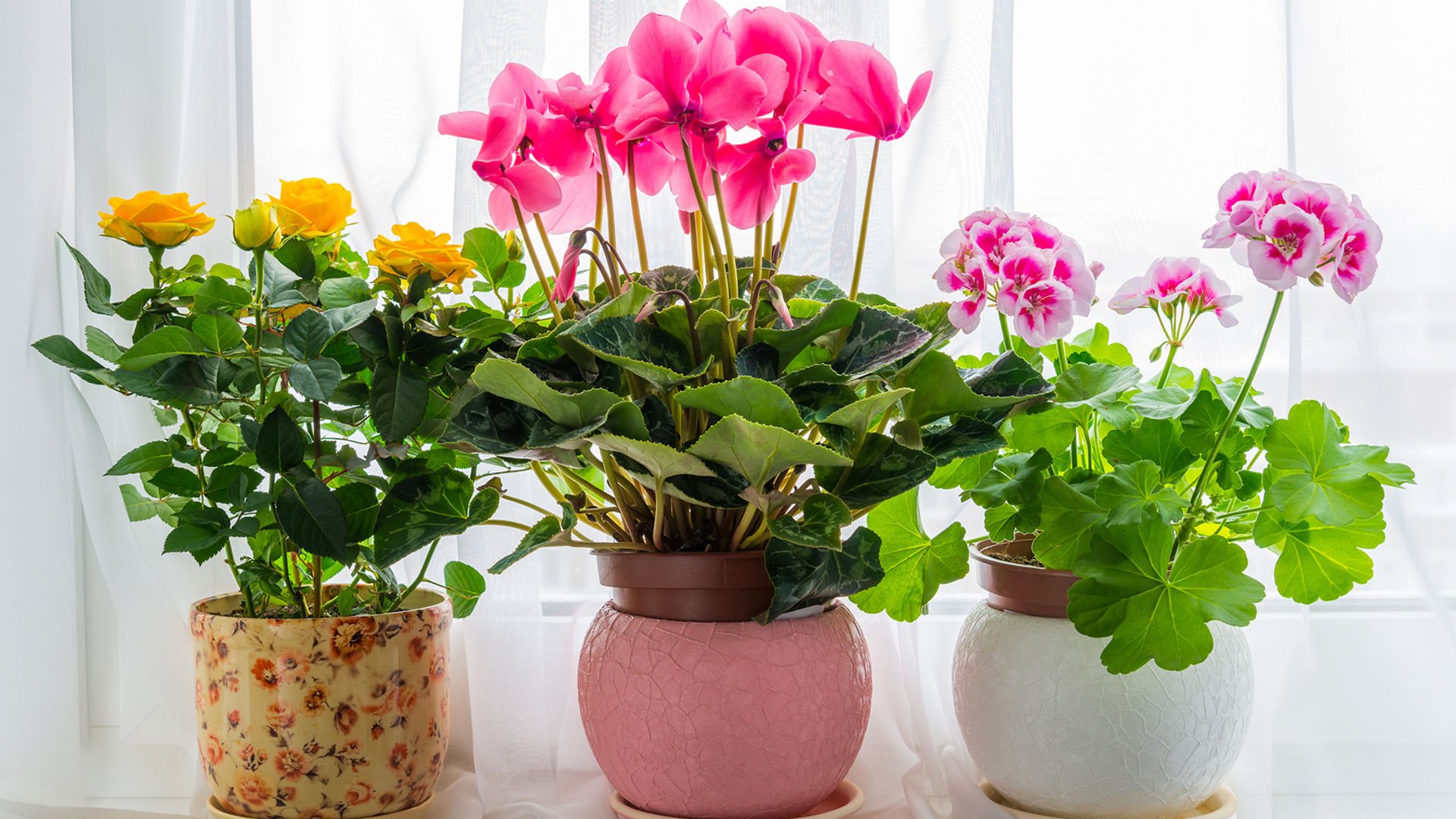 Роза цикламен пеларгония