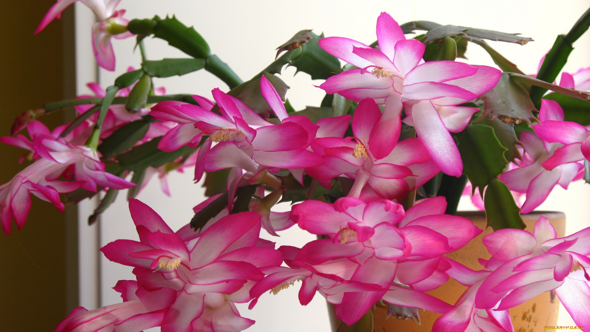 Шлюмбергера