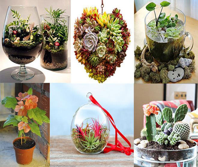 Комнатные растения и флорариумы